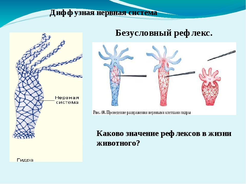 Кракен нар